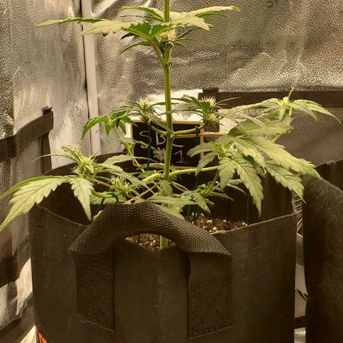 SBC-FA#1 growlog timeline photo