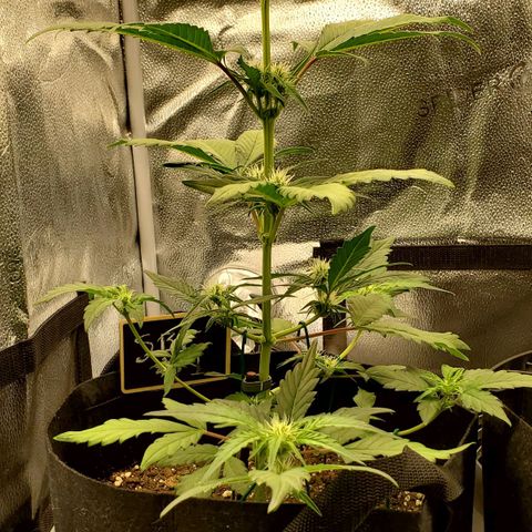 SBC-FA#1 growlog timeline photo