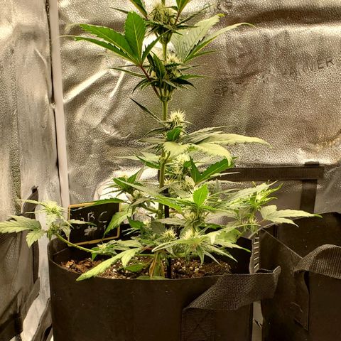 SBC-FA#1 growlog timeline photo