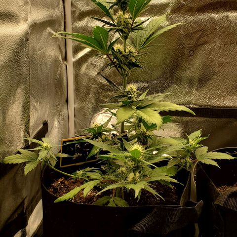 SBC-FA#1 growlog timeline photo