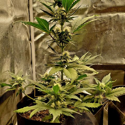 SBC-FA#1 growlog timeline photo