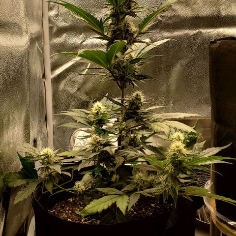 SBC-FA#1 growlog timeline photo