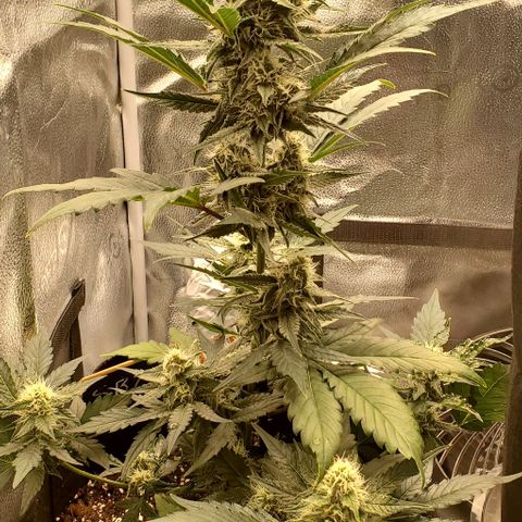 SBC-FA#1 growlog timeline photo
