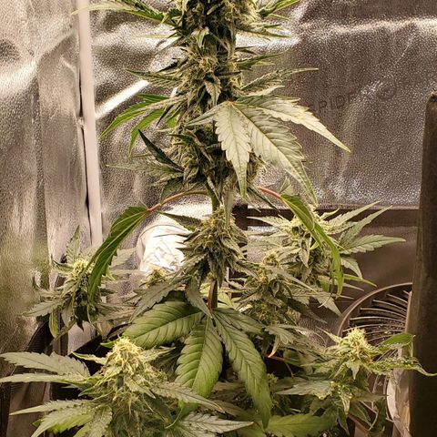 SBC-FA#1 growlog timeline photo