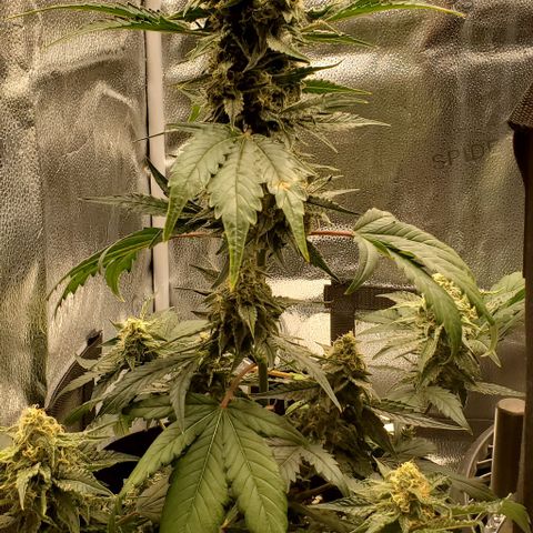SBC-FA#1 growlog timeline photo