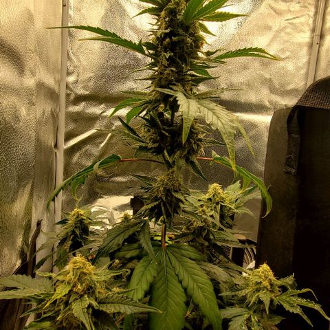 SBC-FA#1 growlog timeline photo