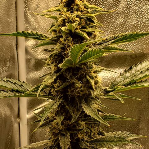 SBC-FA#1 growlog timeline photo