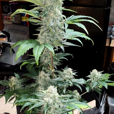SBC-FA#1 growlog photo: Finished 