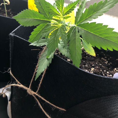 Blueberry Auto growlog timeline photo