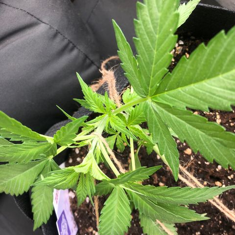 Blueberry Auto growlog photo: 2.LST