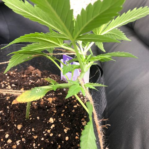 Blueberry Auto growlog timeline photo