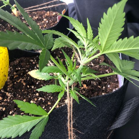 Blueberry Auto growlog timeline photo