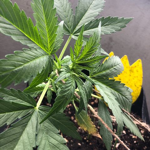 Blueberry Auto growlog timeline photo