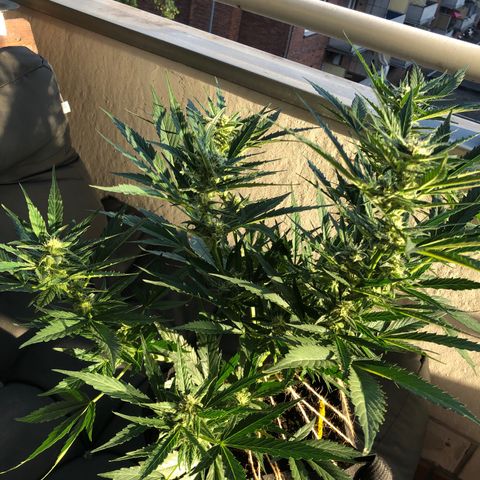 Blueberry Auto growlog timeline photo