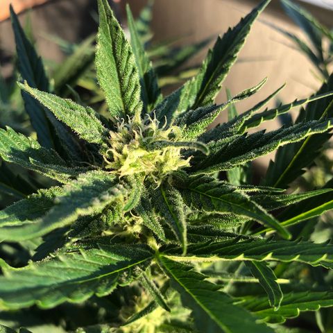 Blueberry Auto growlog timeline photo