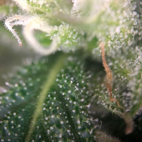 Blueberry Auto growlog timeline photo