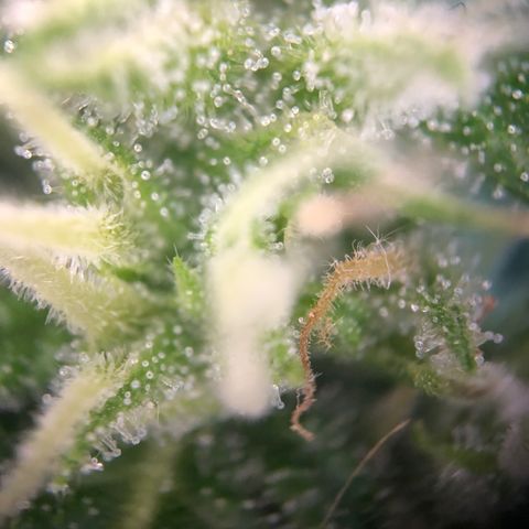 Blueberry Auto growlog timeline photo