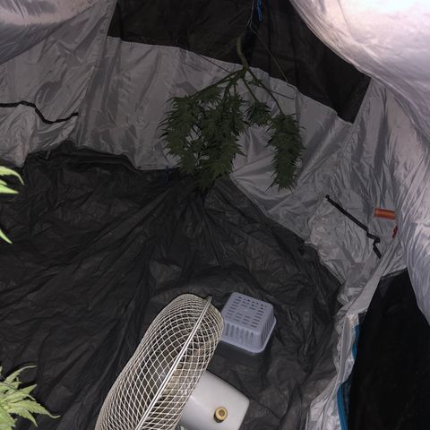 Blueberry Auto growlog timeline photo