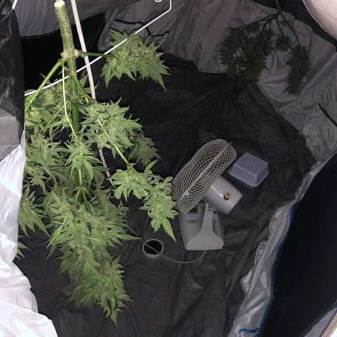 Blueberry Auto growlog timeline photo