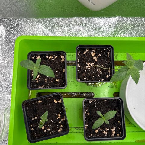 Gorilla Glue  growlog timeline photo