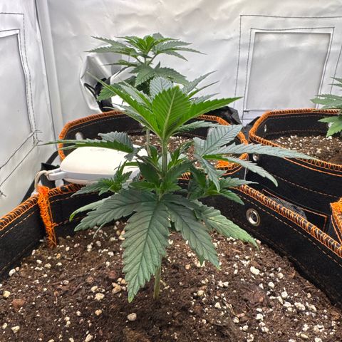 Gorilla Glue  growlog timeline photo