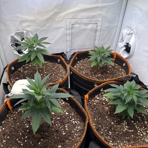 Gorilla Glue  growlog timeline photo