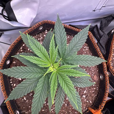 Gorilla Glue  growlog timeline photo