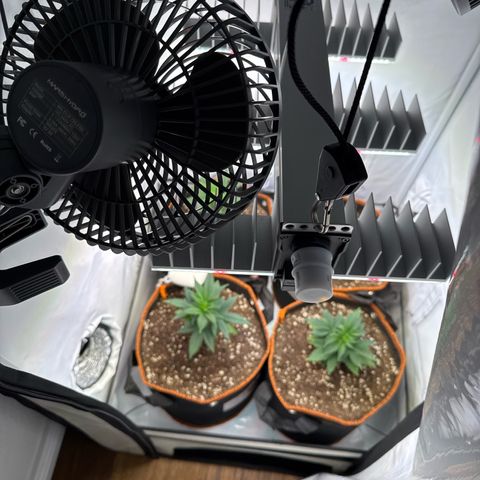 Gorilla Glue  growlog timeline photo