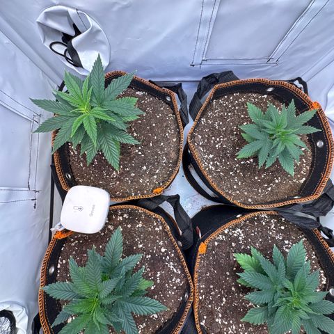 Gorilla Glue  growlog timeline photo