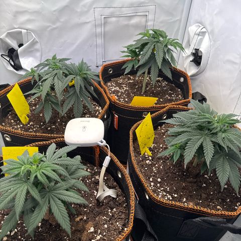 Gorilla Glue  growlog timeline photo