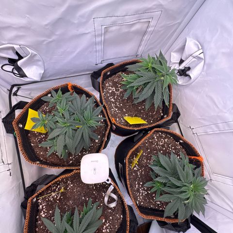 Gorilla Glue  growlog timeline photo