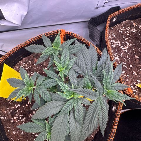 Gorilla Glue  growlog timeline photo