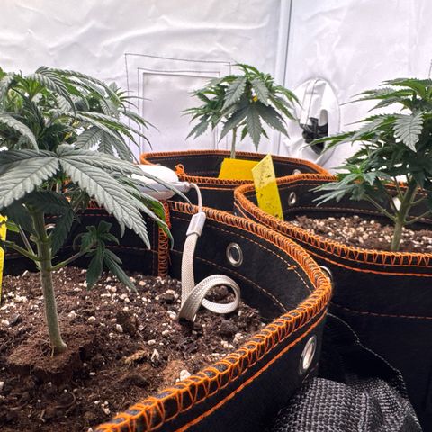 Gorilla Glue  growlog timeline photo
