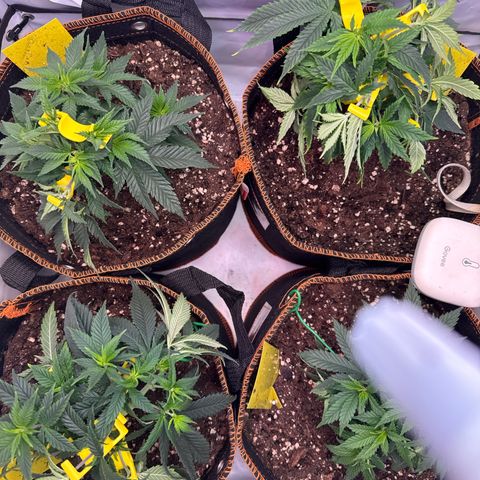 Gorilla Glue  growlog timeline photo