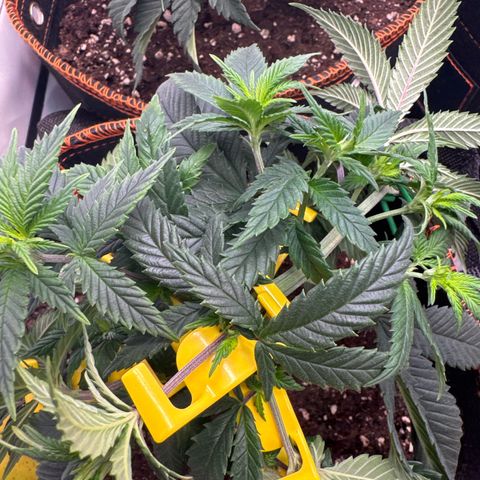 Gorilla Glue  growlog timeline photo