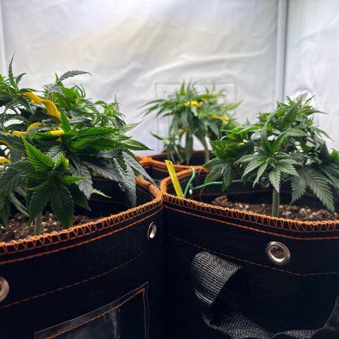 Gorilla Glue  growlog timeline photo
