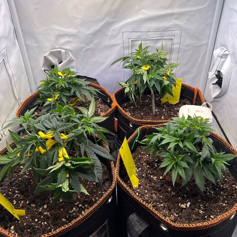 Gorilla Glue  growlog timeline photo