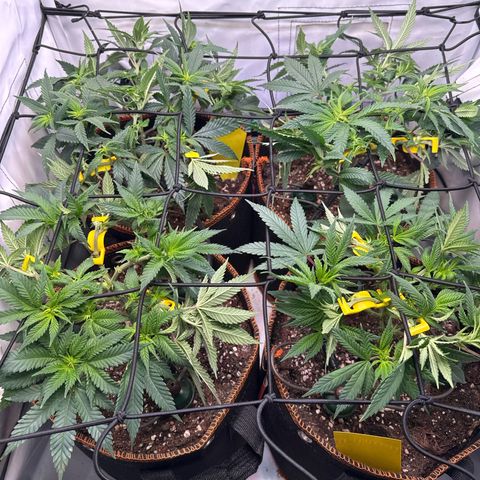 Gorilla Glue  growlog timeline photo