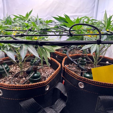 Gorilla Glue  growlog timeline photo