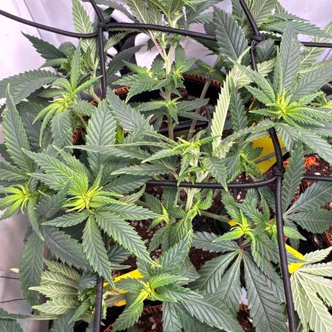Gorilla Glue  growlog timeline photo