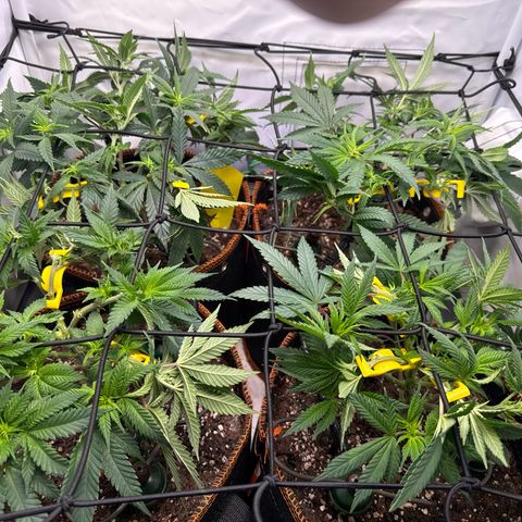 Gorilla Glue  growlog timeline photo