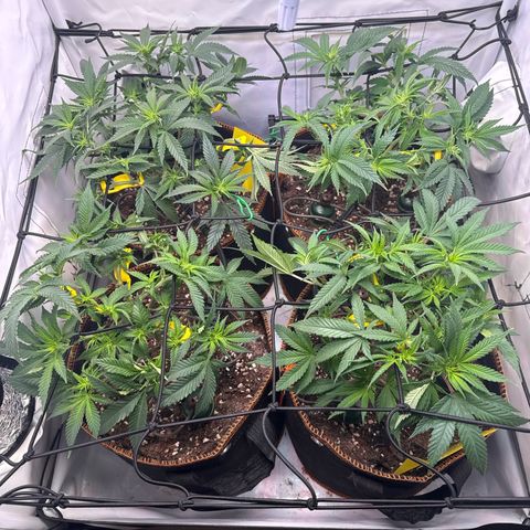Gorilla Glue  growlog timeline photo
