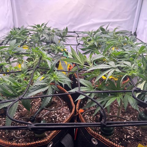 Gorilla Glue  growlog timeline photo