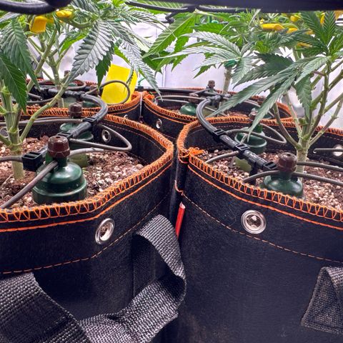 Gorilla Glue  growlog timeline photo