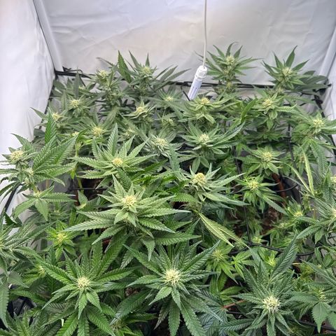 Gorilla Glue  growlog timeline photo