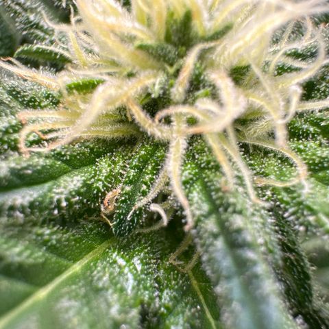Gorilla Glue  growlog timeline photo