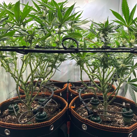 Gorilla Glue  growlog timeline photo
