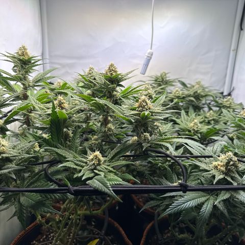 Gorilla Glue  growlog timeline photo