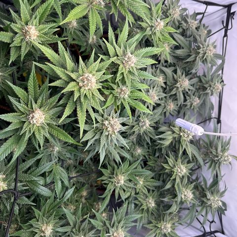 Gorilla Glue  growlog timeline photo