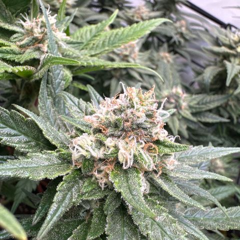 Gorilla Glue  growlog timeline photo